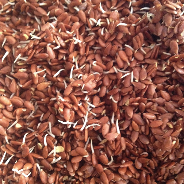 sprouted flax seed